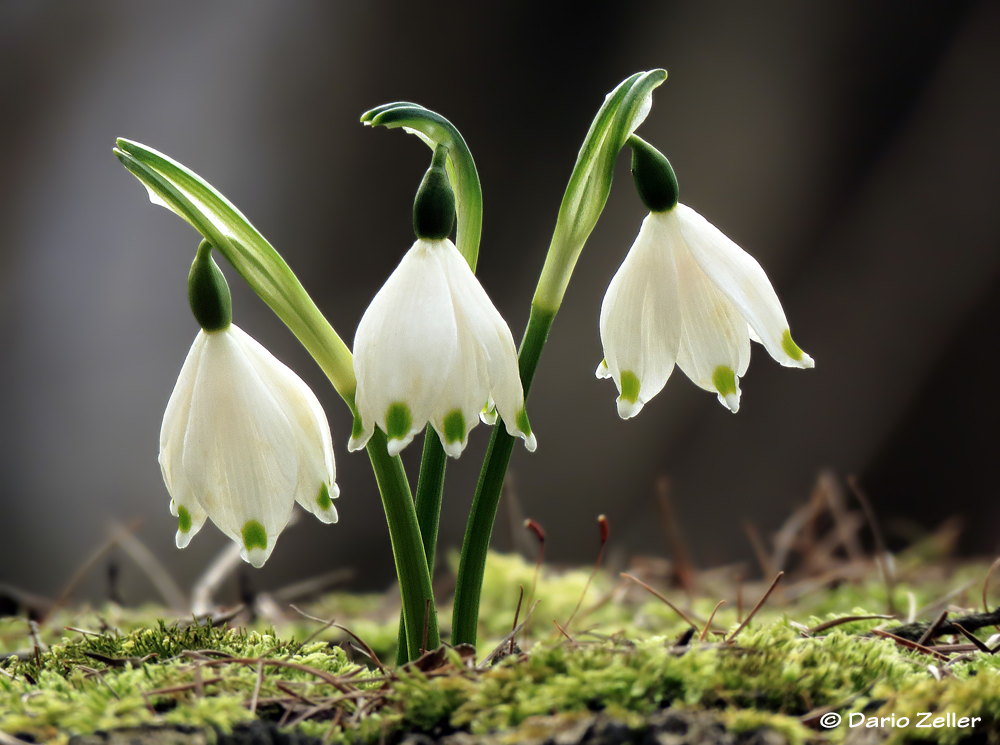 Hier kommt der Frühling