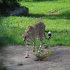 Hier kommt der Sprintkönig unter den Großkatzen