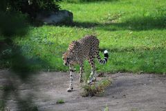 Hier kommt der Sprintkönig unter den Großkatzen