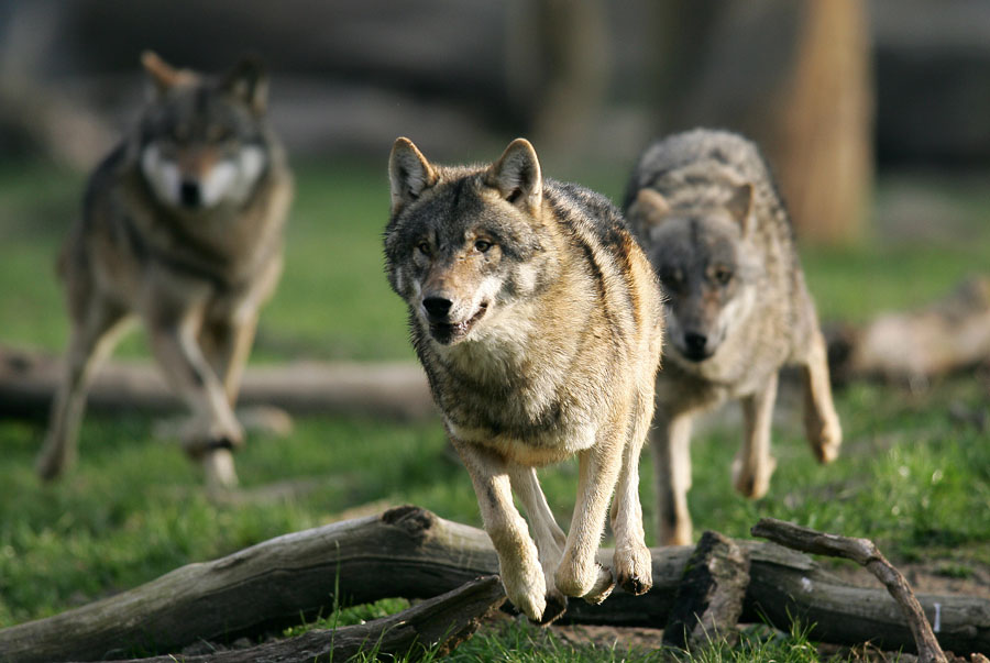 Hier kommt der Wolf