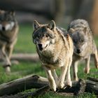 Hier kommt der Wolf