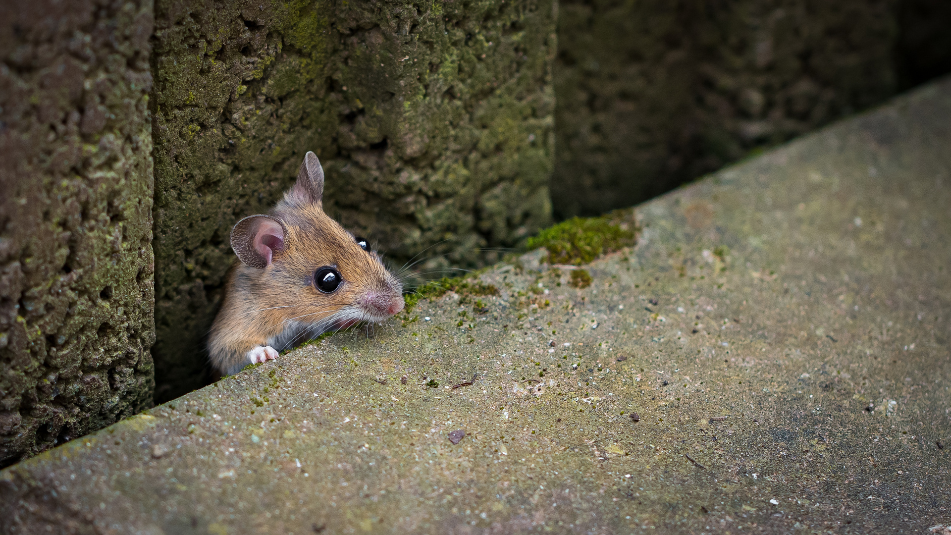 Hier kommt die Maus