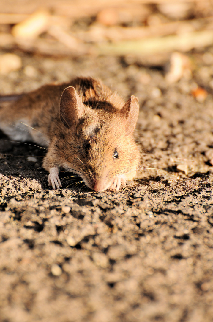 Hier kommt die Maus