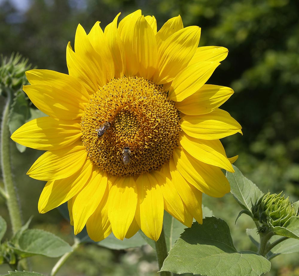 hier kommt die Sonne in dein Herz !