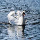 Hier kommt ein Schwan!