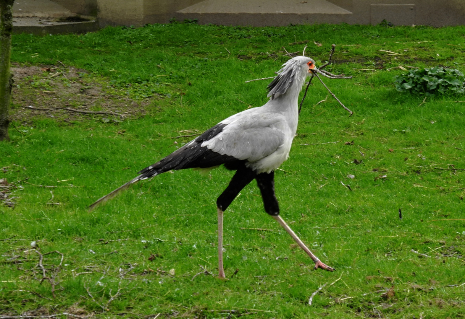 Hier kommt ein Sekretär 