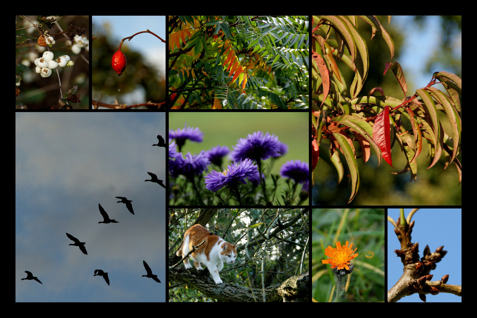 hier kommt meine Herbstcollage aus der Altmark