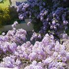 hier la blanche ce jour la bleue