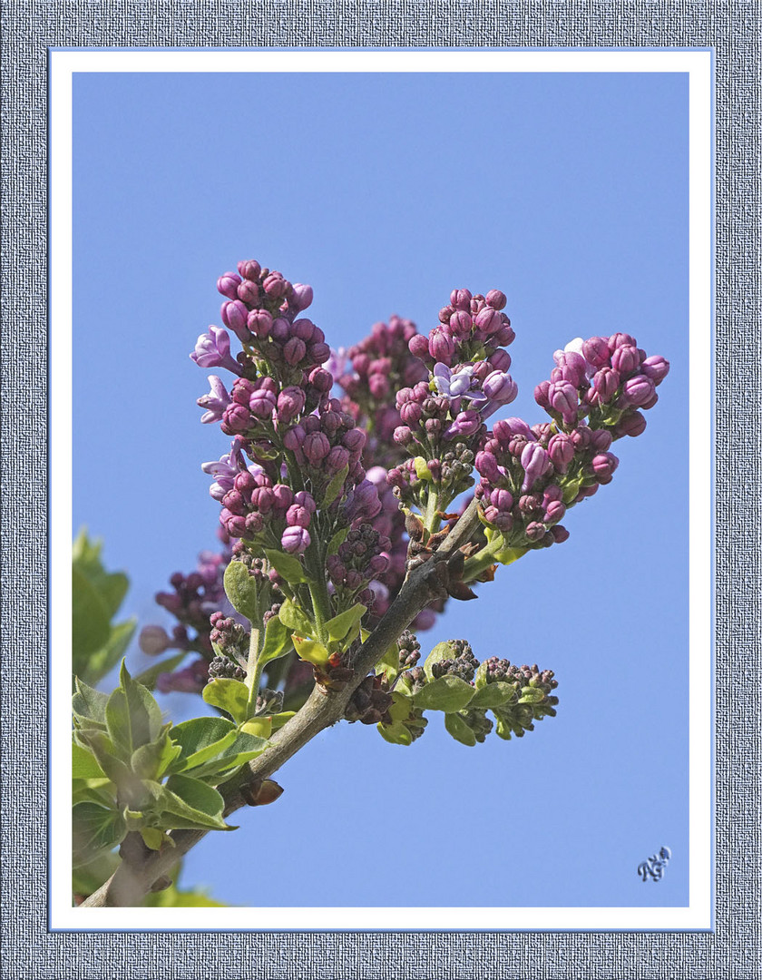 Hier ..... le lilas