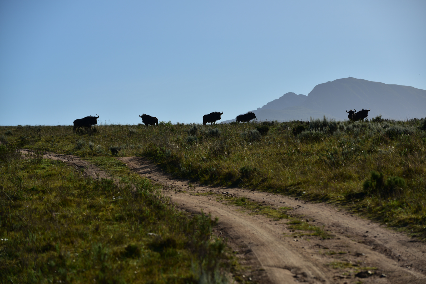 Hier leben Tiere.           .DSC_3973