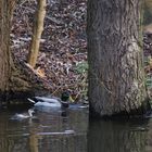 Hier mal der Grössenvergleich zwischen Zwergtaucher und Socktente