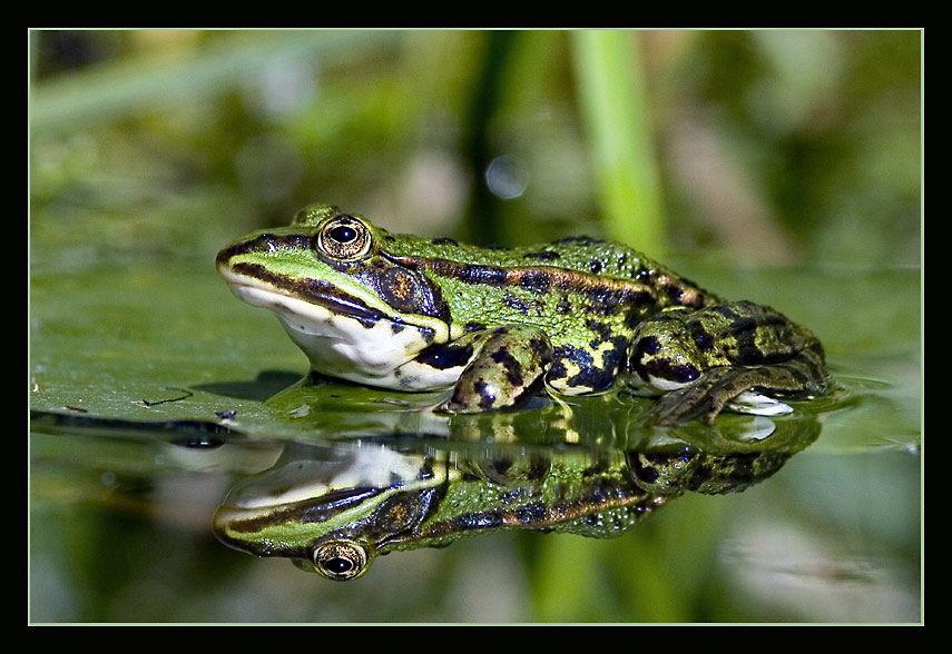 Hier mal wieder ein Frosch