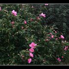 " Hier malgré la pluie les camélias de mon jardin fleurissent "