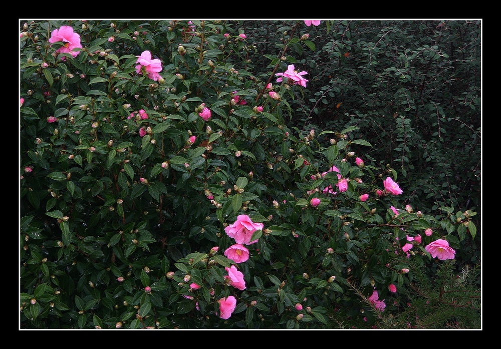 " Hier malgré la pluie les camélias de mon jardin fleurissent "