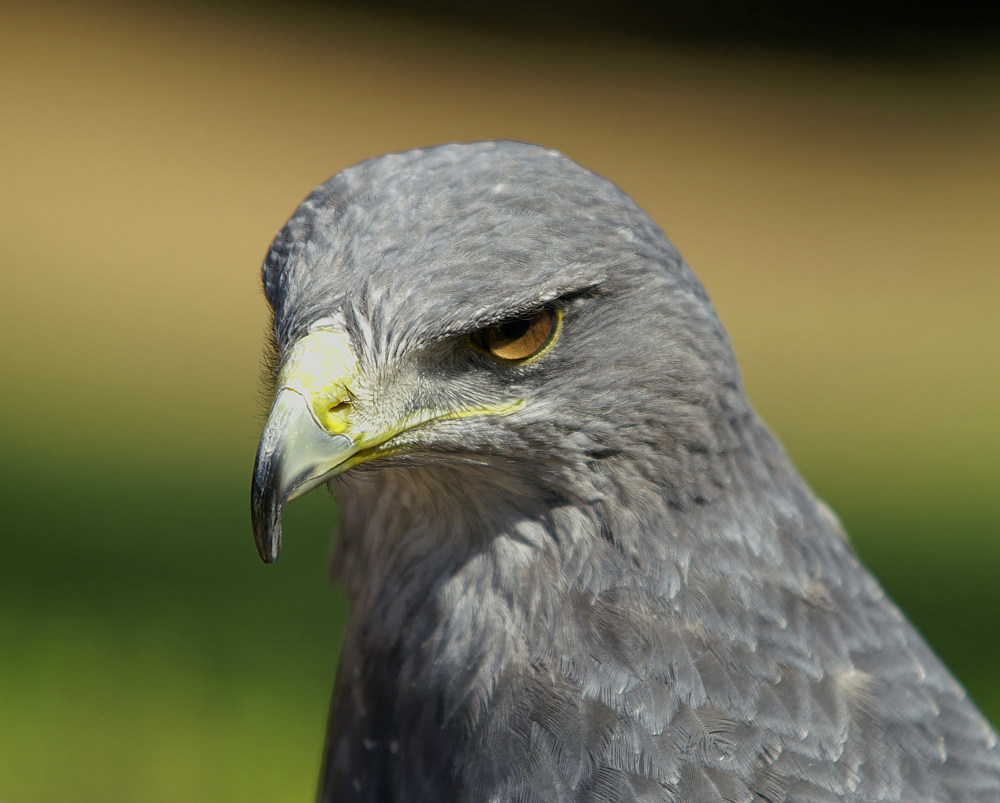 Hier mein Portrait des allseits beliebten Aguja (Blaubussard)