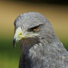 Hier mein Portrait des allseits beliebten Aguja (Blaubussard)