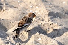 Hier muß auch mal jemand aufräumen, was man alles im Sand findet