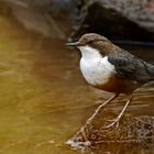 "Hier noch das weniger gute Wasseramselbild von den beiden"