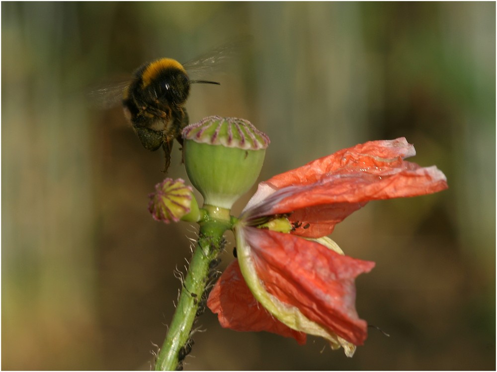 Hier noch die Version mit Hummel