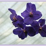 Hier noch die versprochene blaue orchidee, die sich in ihrer schönheit zeigt