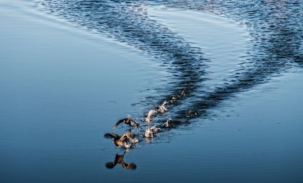 Hier noch ein ... "AUF DEM WASSER RENNEN"