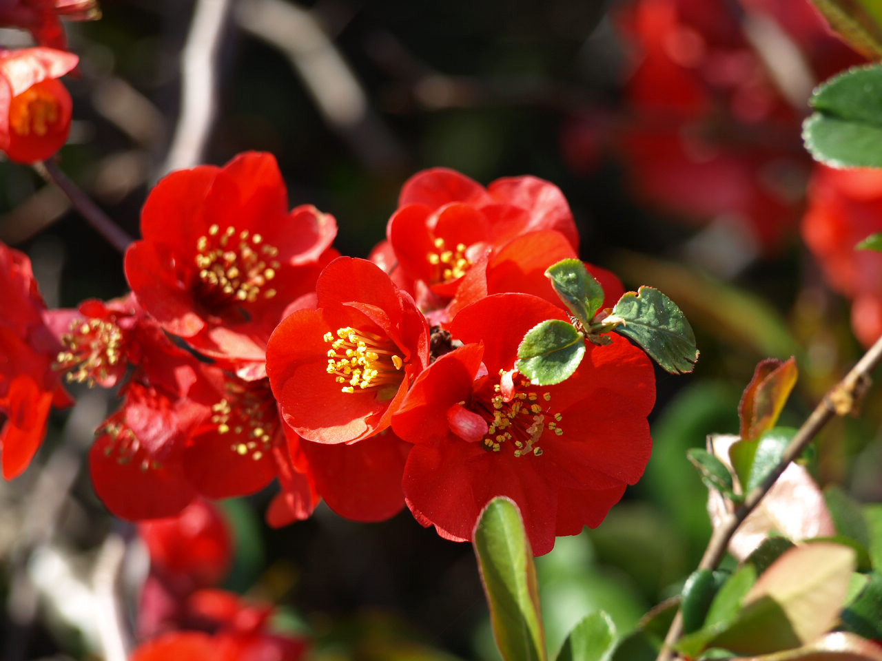 Hier noch ein Blumenfoto