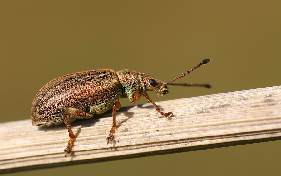 Hier noch ein Rüsseltierchen :O)