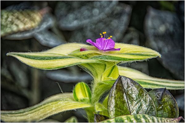 Hier noch ein Sonntags Blümchen für Euch