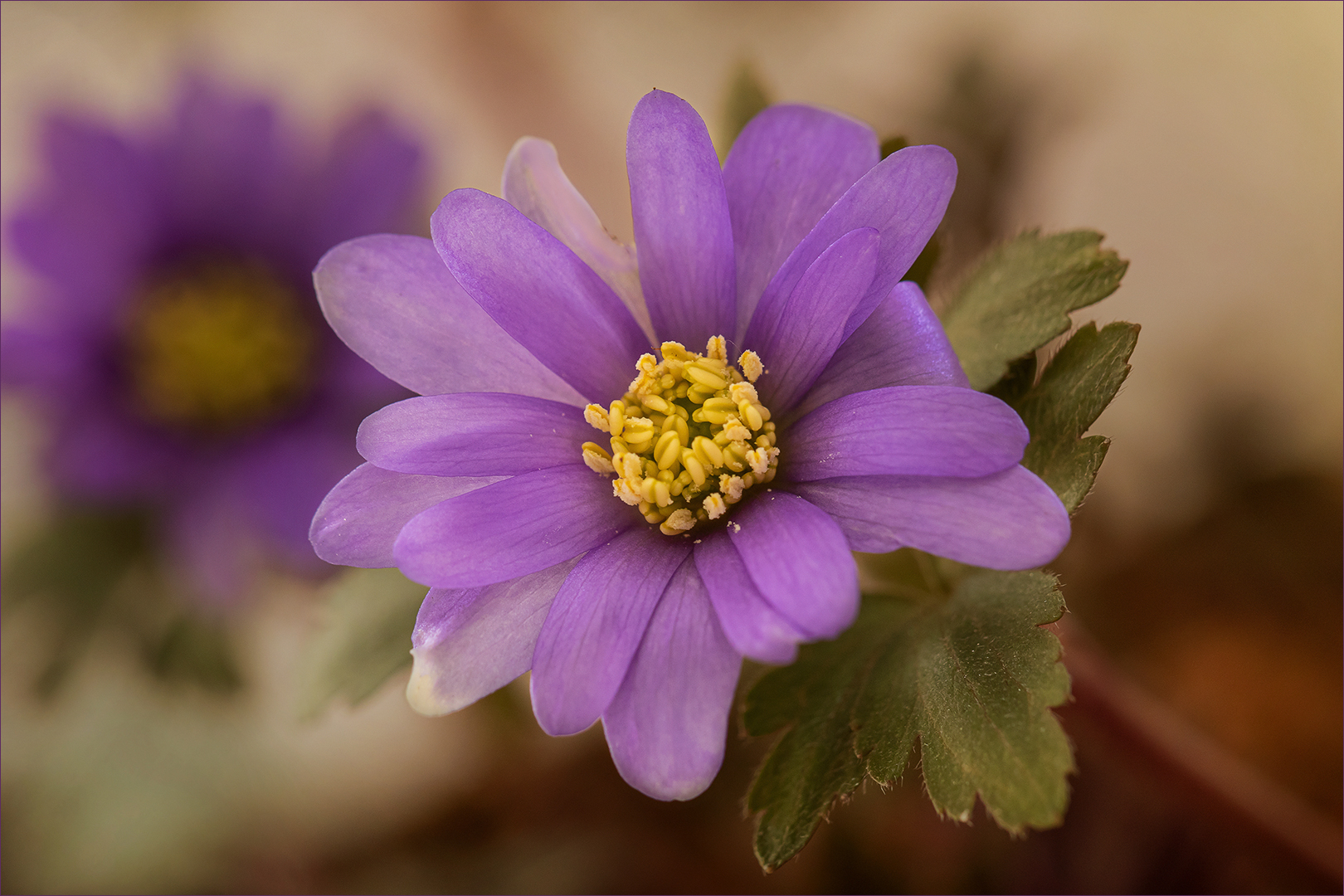 Hier noch einmal eine der kleinen Strahlenanemonen.....