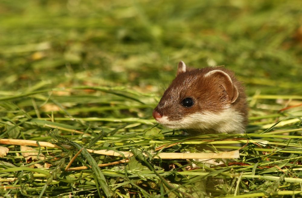 hier noch eins von meinem kleinen Räuber