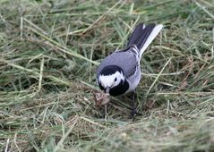 Hier noch erkennbarer Nachtfalter