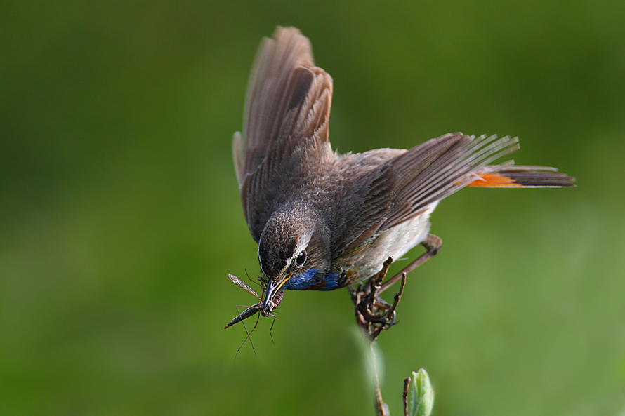 Hier noch mal ein norwegisches Blaukehlchen