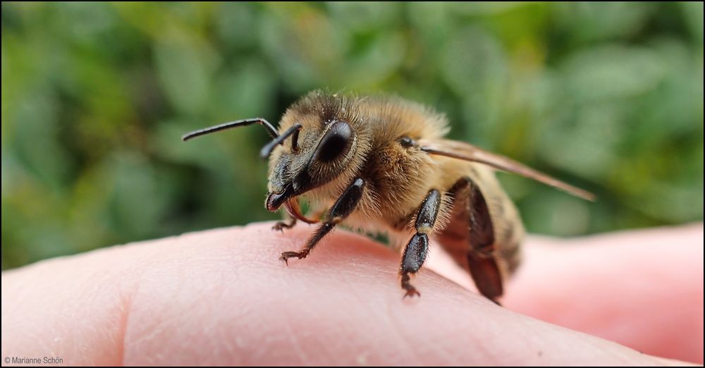 Hier nochmal das Strubbelbienchen von der Seite...