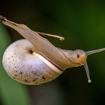 "Hier nochmal die UNBEKANNTE SCHNECKE"