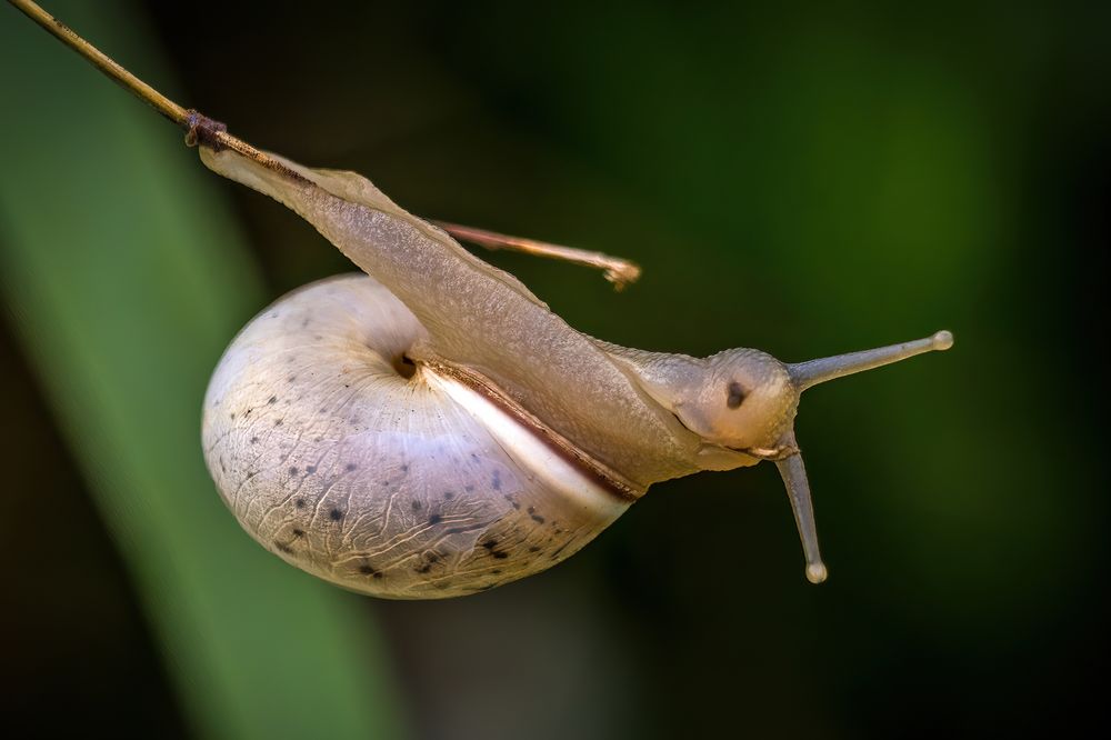 "Hier nochmal die UNBEKANNTE SCHNECKE"