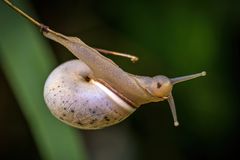 "Hier nochmal die UNBEKANNTE SCHNECKE"