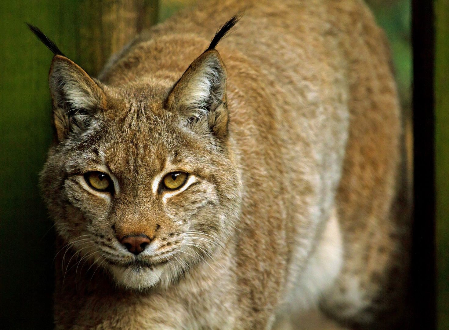 hier nochmals den luchs in nahansicht .....