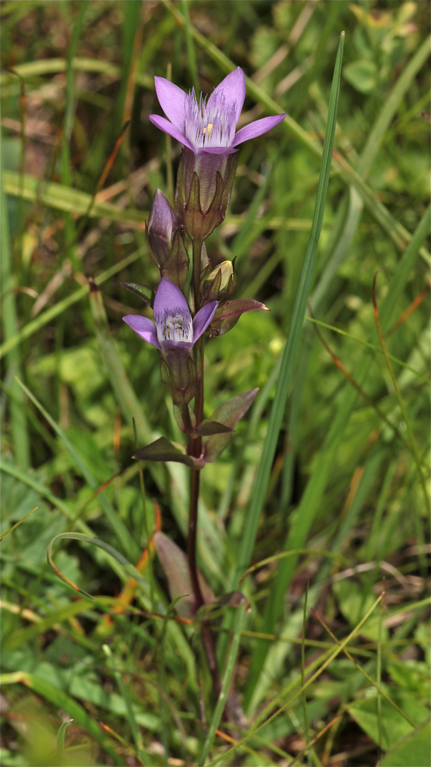 Hier nun als vorletzter für heute der Deutsche Enzian (Gentiana germanica)