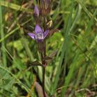 Hier nun als vorletzter für heute der Deutsche Enzian (Gentiana germanica)