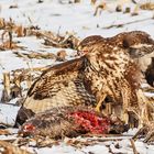 hier nun das Nachfolgebild zu den Adlern - der Bussard