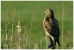 Hier nun ein Bussard...