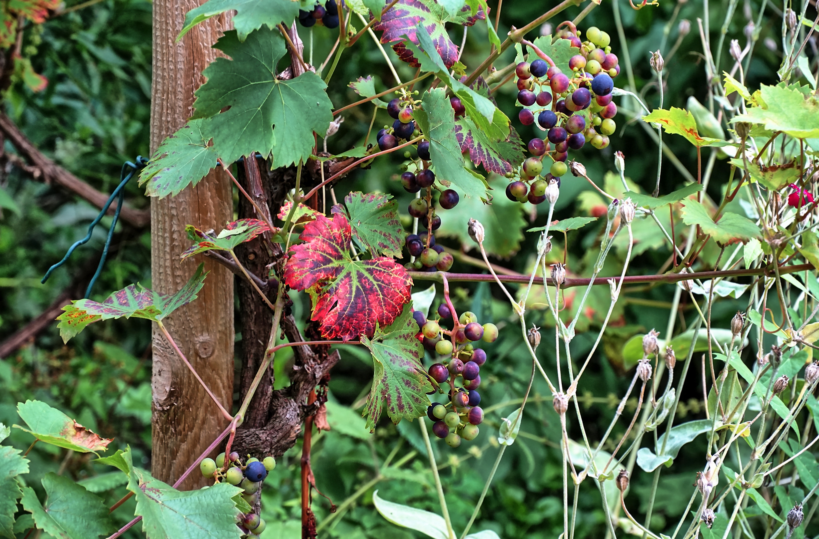 Hier reift der 21er Tippen-Tappen-Tönchen-Wein