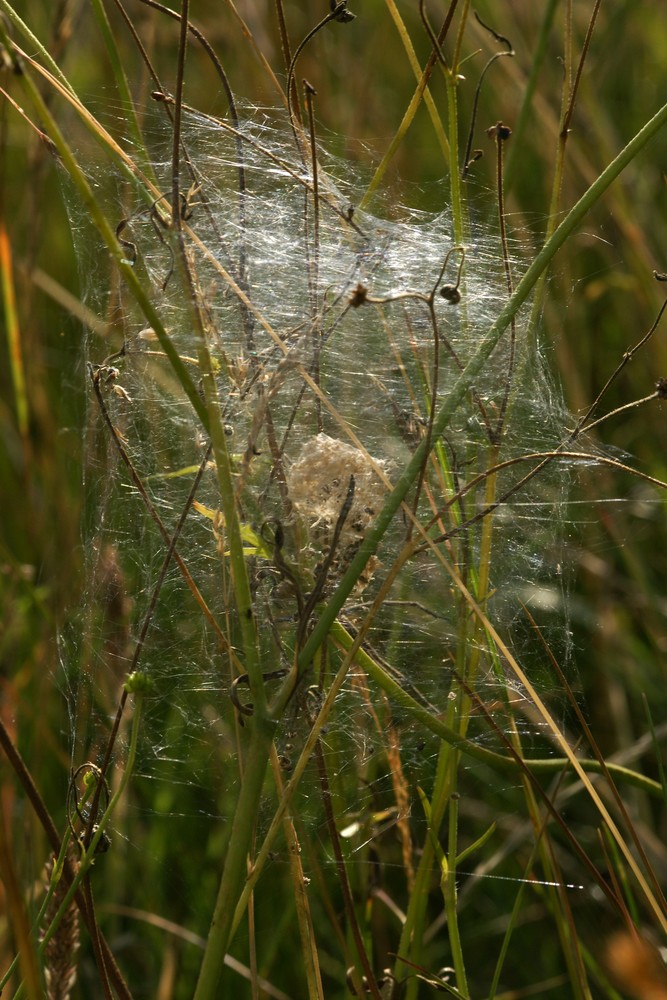 Hier saß sie, die Spinne