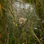 Hier saß sie, die Spinne