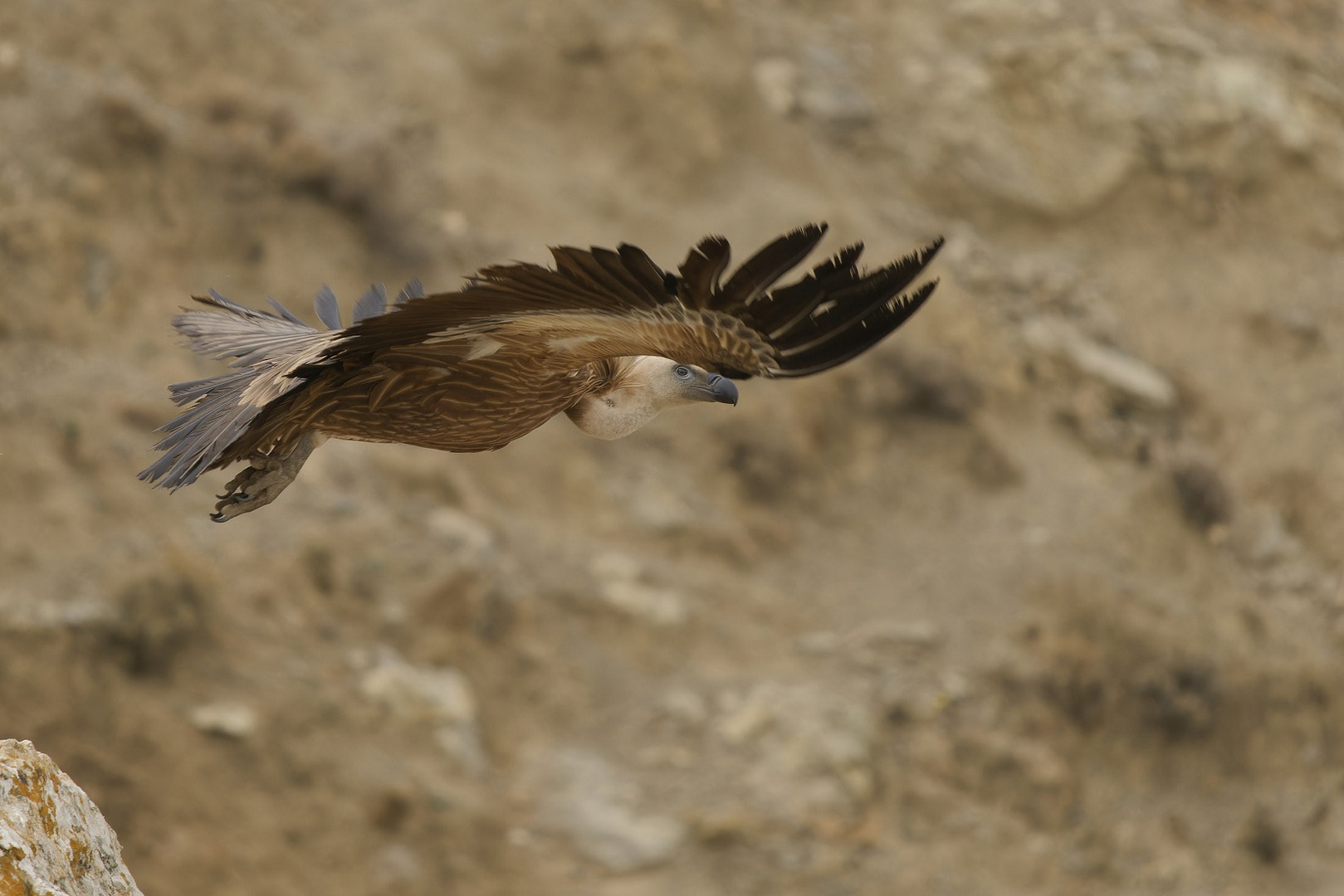 Hier schaut er unter dem Flügel durch beim Abflug