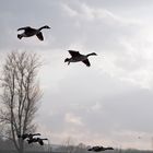 Hier schwebt gerade das halbe Duzend ein von geschätzt 50 Vögeln