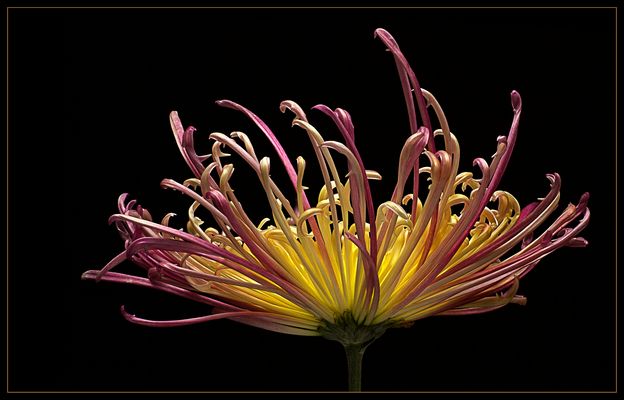 Hier sehen wir eine spinnenblütige Chrysantheme