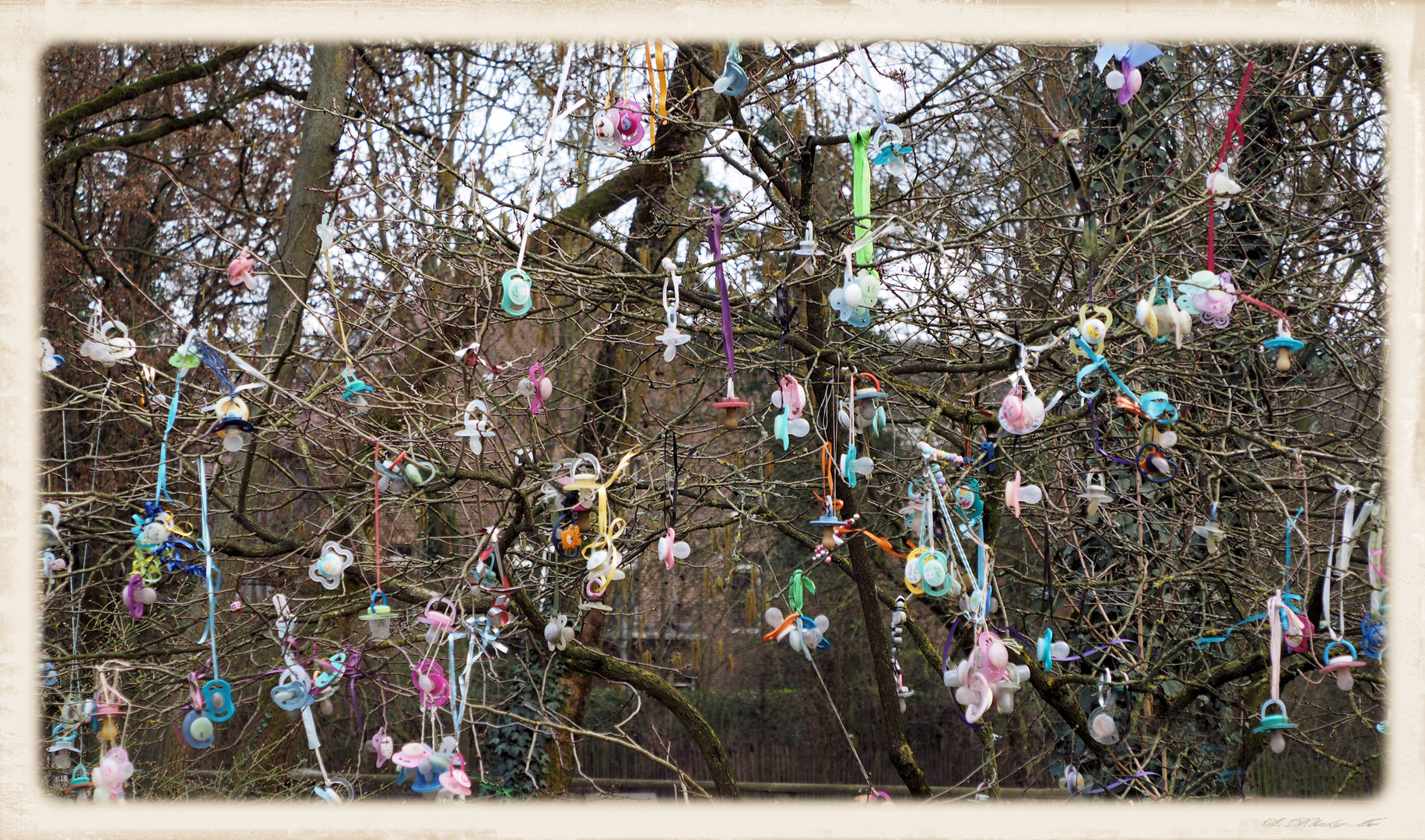 Hier seht ihr den seltenen Schnuller Baum ... in voller Blüte ...