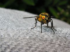 Hier seht Ihr die volle Bewaffnung des Jagdbombers Chrysops caecutiens.