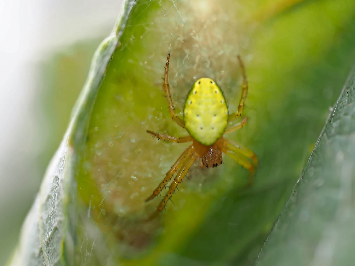 Hier siehst du die Spinne noch besser ...